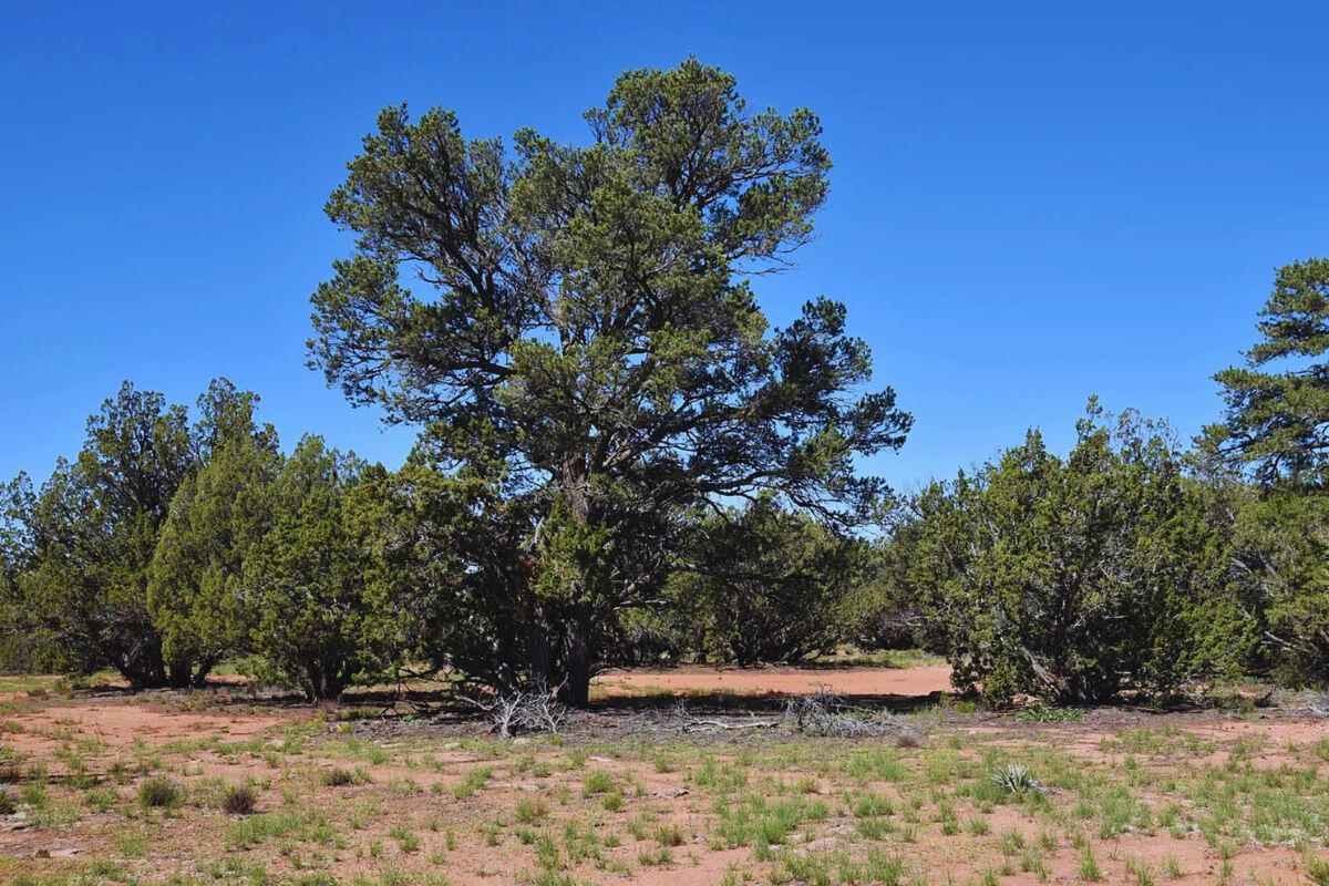 Deep 4 Lots of Trees - 822 S WEDGEWOOD DR WILLIAMS, AZ 86046