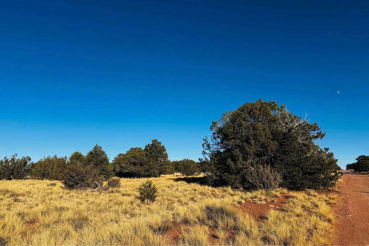 Deep 4 Lots of Trees - 822 S WEDGEWOOD DR WILLIAMS, AZ 86046