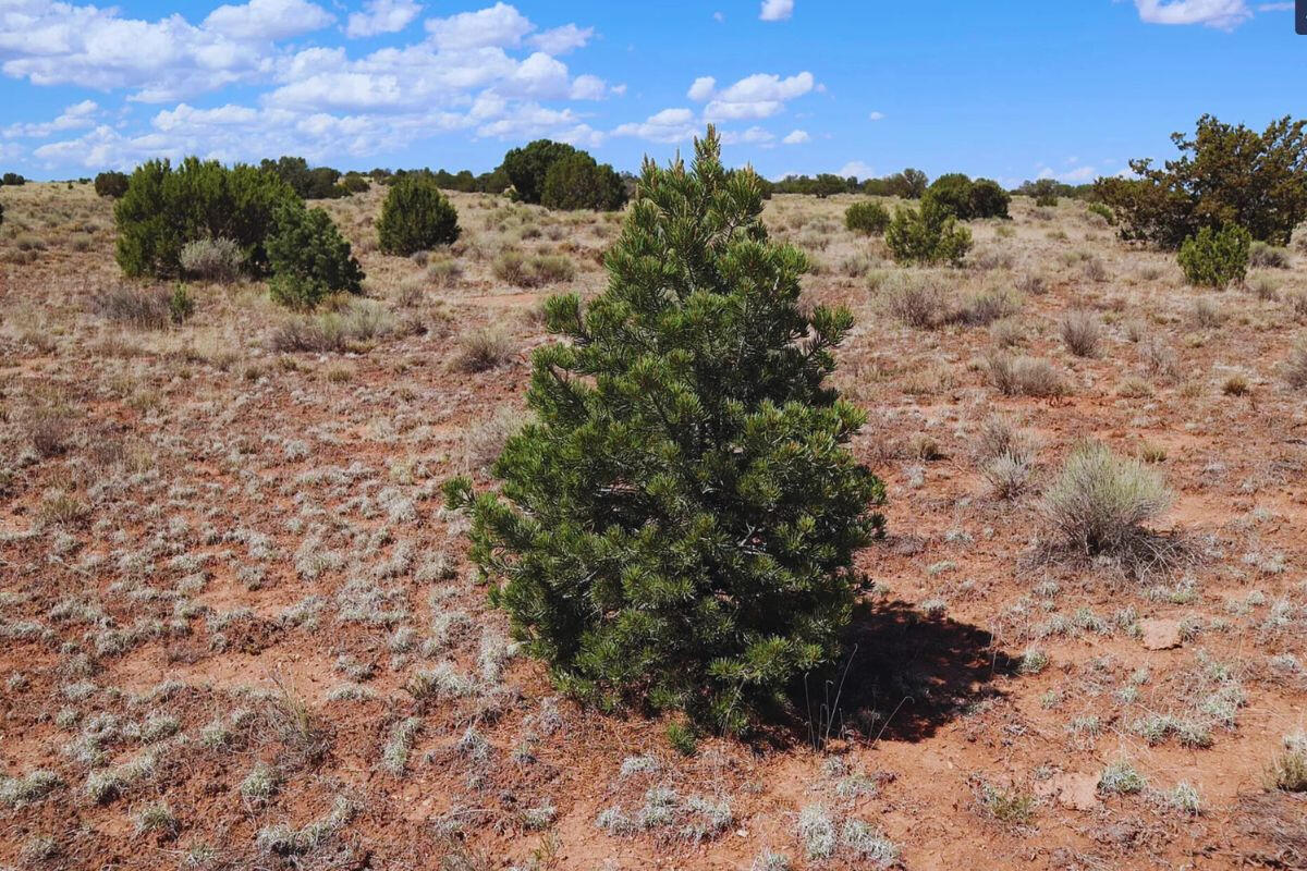 Deep 4 Lots of Trees - 822 S WEDGEWOOD DR WILLIAMS, AZ 86046