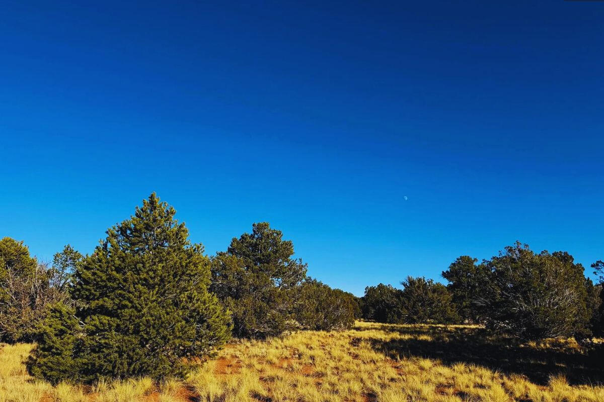 Deep 4 Lots of Trees - 822 S WEDGEWOOD DR WILLIAMS, AZ 86046